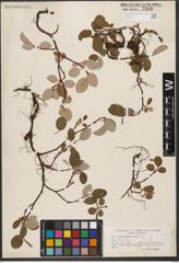 Foto von Salix reticulata L.